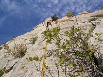 Abseil to a fig tree